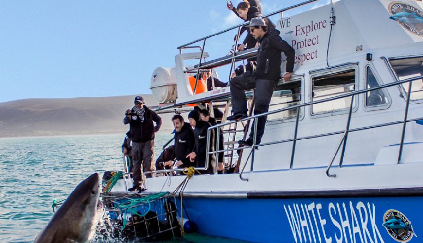 Things to do in Gansbaai