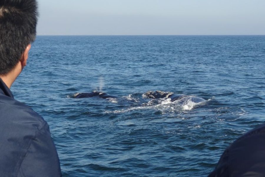 Hermanus: Boat Based Whale Watching Experience