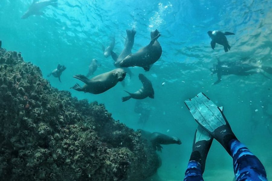 Plettenberg Bay Swim With The Seals