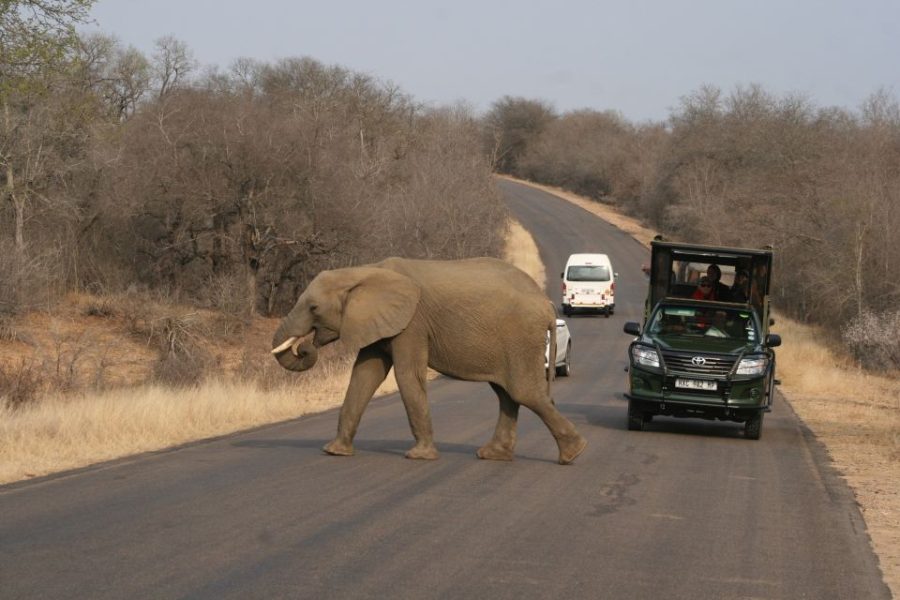 Kruger National Park Full-Day Safari